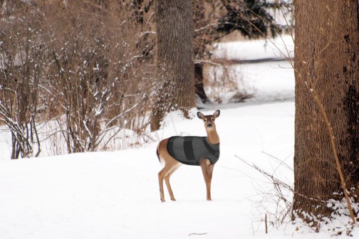 Juvenile deer wearing DeerVest in the snow