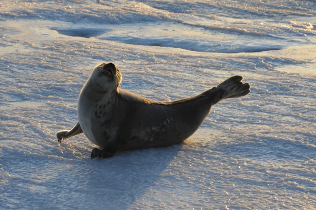 seal southampton
