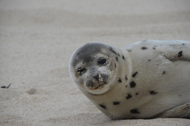 seal in southampton
