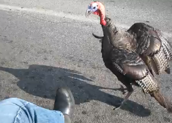 Wild Turkey Attacks Motorcycle