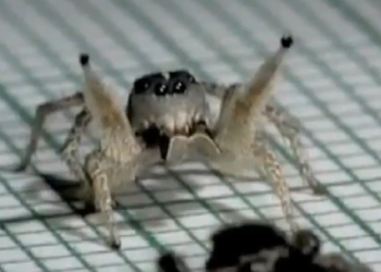 Cuban Spider dancing viral video still