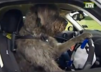 Doggy Driving School BBC