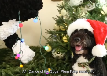 Obama's dog Bo inspects White House Christmas tree in Santa hat video still for viral