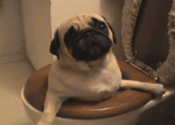 Maggie the Pug in the toilet viral video