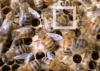 Birth of a Bonac Bee video still from Keepin' it Green for GENERAL VIDEO box