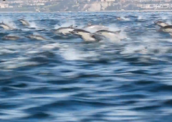 Dolphin Stampede