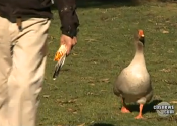 Maria the Goose video still for Daily Viral