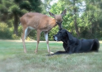 Pippin and Kate Dog and Deer in Love