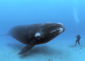 Whale Diving video still from Nat Geo for Daily Viral