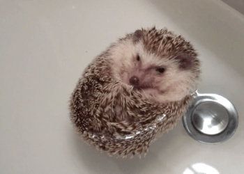 Floating Hedgehog video still