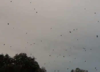 Raining Spiders in Brazil video still for Daily Viral