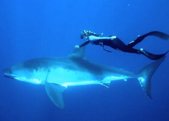 Shark Whisperer Ocean Ramsey