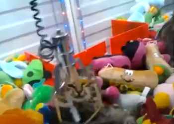 Cat in Claw Machine