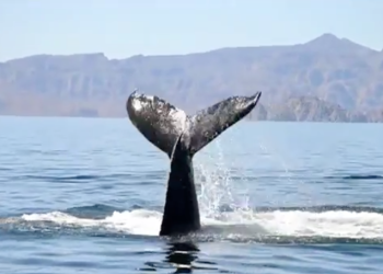 Humpback whale fluke