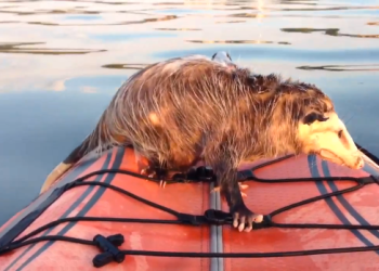 Opossum kayak