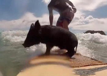 Surfing Pig