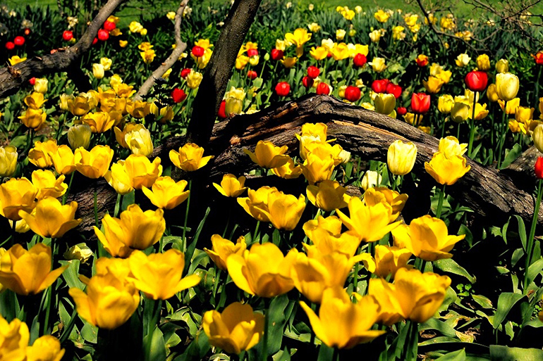 Yellow and red flowers