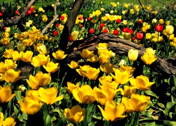 Yellow and red flowers