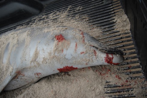Juvenile True's beaked whale.