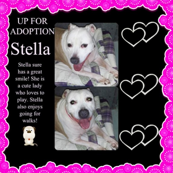 Stella at Smithtown Animal Shelter needs a home