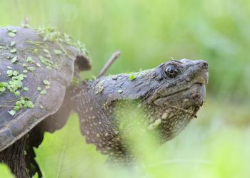 Snapping Turtle