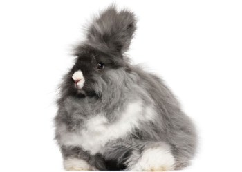 Angora Bunny