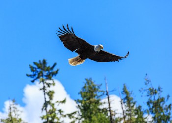 Bald eagle helps herald in the first day of spring