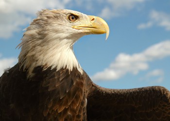 The Bald eagle is back on Long Island!