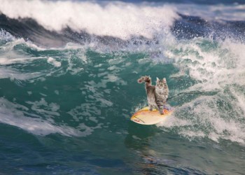 Cat surfing