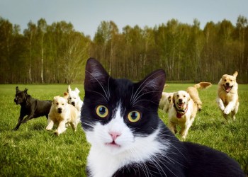 Cat and dogs in a cat park?