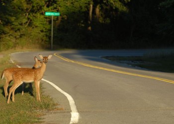 Deer crossing road