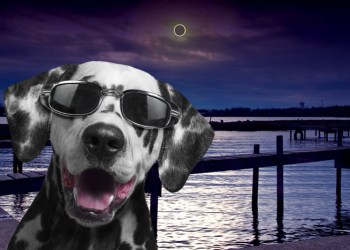 Dogs will feel Monday's solar eclipse