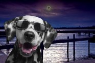 Will Your Pets Be Safe During The Solar Eclipse Get The Facts Dan s 