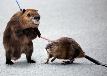 The suspect emotional support beaver and his emotional support muskrat