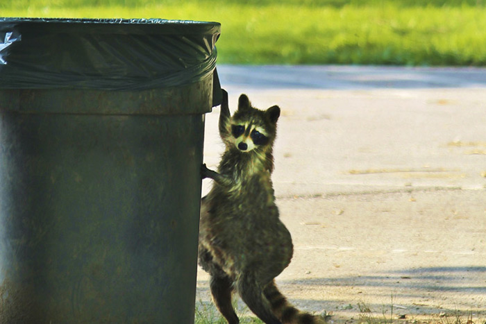 Hungry? Get used to it, Tubby raccoons