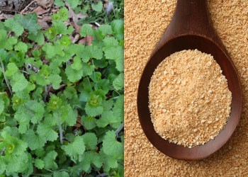 Garlic mustard is everywhere