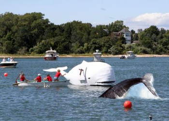 Harborfest had a visit from a real live whale