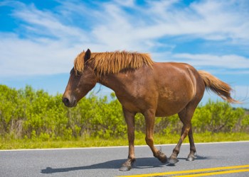 Don't test your horse's speed on the street