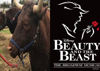 Meet the Oxen, Beauty and the Beast, Photos: Hallockville Farm, Southampton Cultural Center