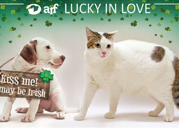 ARF's Lucky in Love event