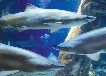 Sharks at the Long Island Aquuarium on the North Fork