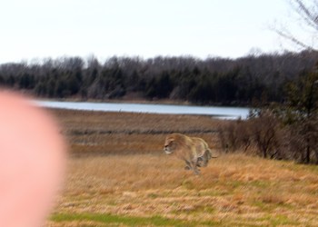 This photo suggests lions may still roam the Hamptons - a classic among Dan's Papers hoaxes