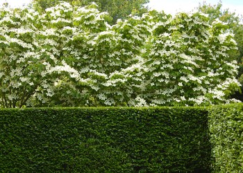 Modern landscape with hedge by Unlimited Earth Care