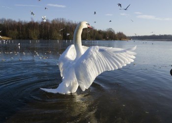 Mute swan flaps