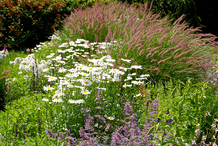 Add native plants to your Hamptons garden