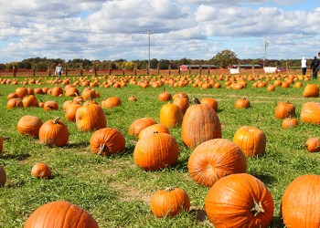 Go pick some pumpkins