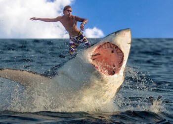 Hamptons shark surfing fans say it's safe and fun!