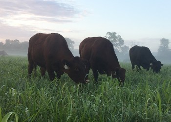 Steer in Manorville