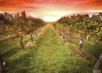 North Fork vineyard