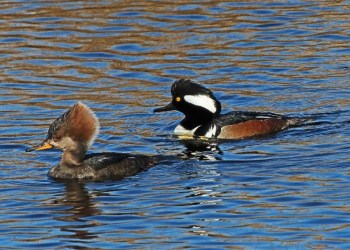 Winter Birding at Mecox Bay. Courtesy of SoFo.